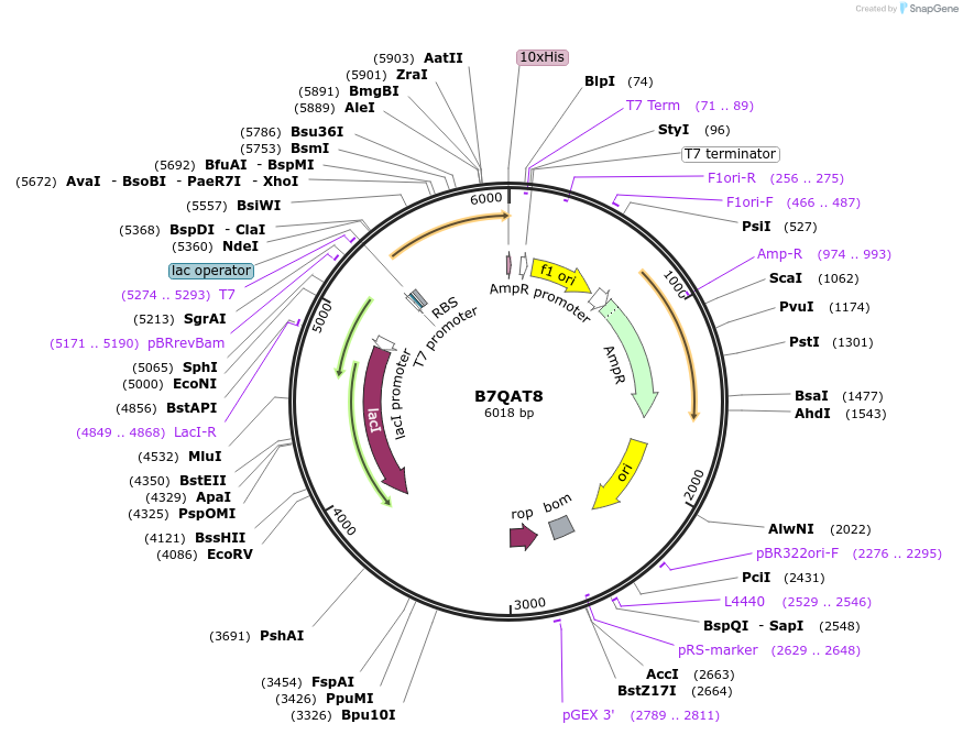 163244-plasmid-map-sequence-id-316361