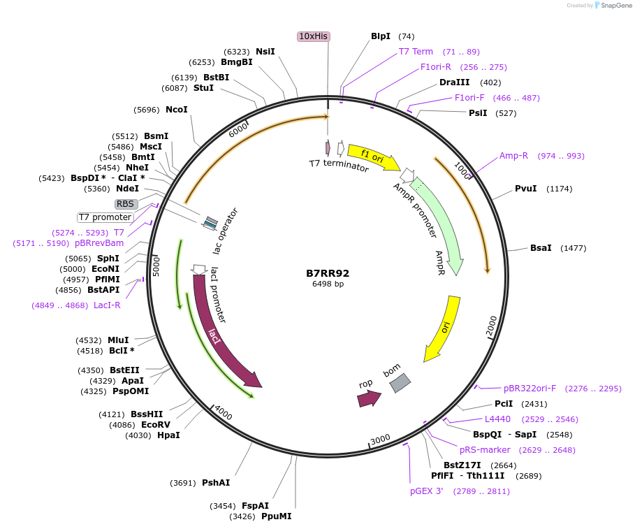 163246-plasmid-map-sequence-id-316365