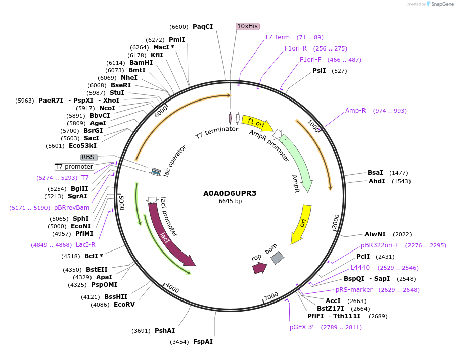 163247-plasmid-map-sequence-id-316367