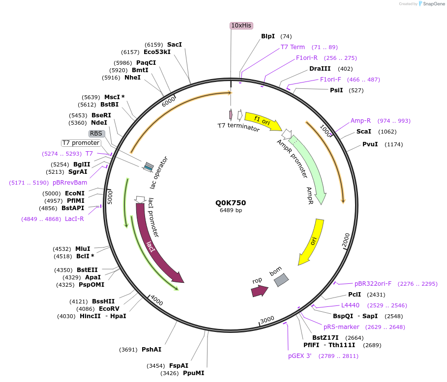 163248-plasmid-map-sequence-id-316369