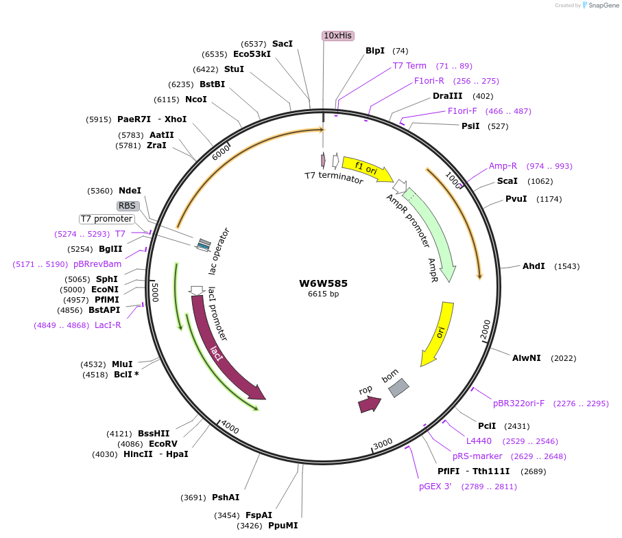 163250-plasmid-map-sequence-id-316373