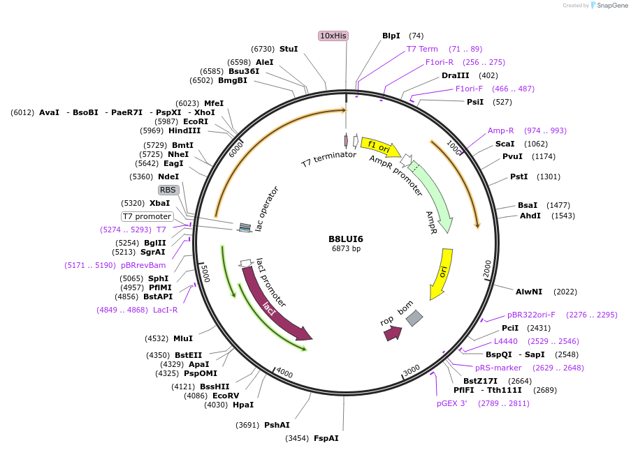 163251-plasmid-map-sequence-id-316375