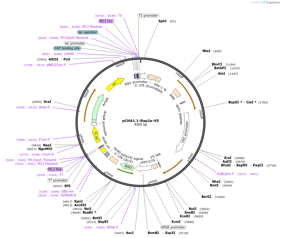 149509-plasmid-map-sequence-id-316510