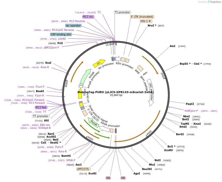 160369-plasmid-map-sequence-id-316511
