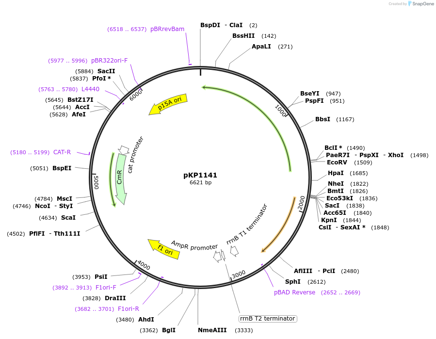 160811-plasmid-map-sequence-id-316514