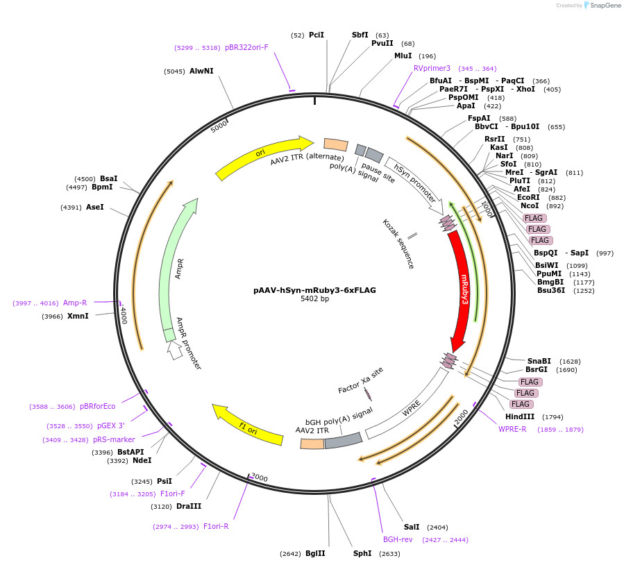 161613-plasmid-map-sequence-id-316520