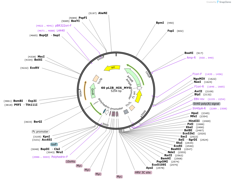 160309-plasmid-map-sequence-id-316530