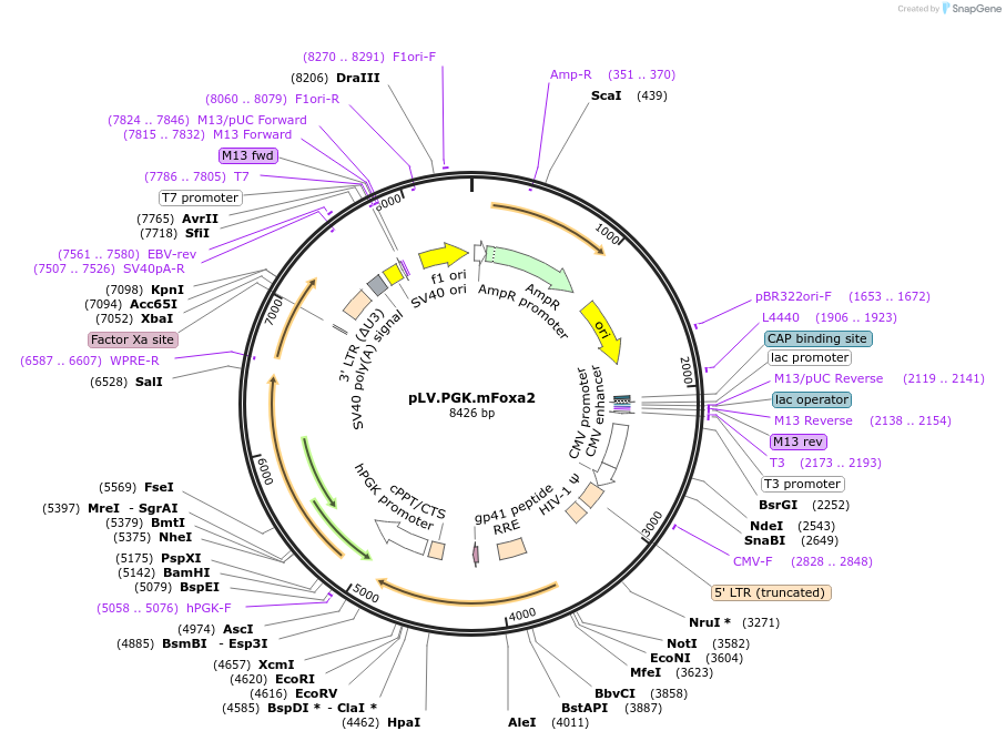 33014-plasmid-map-sequence-id-316533