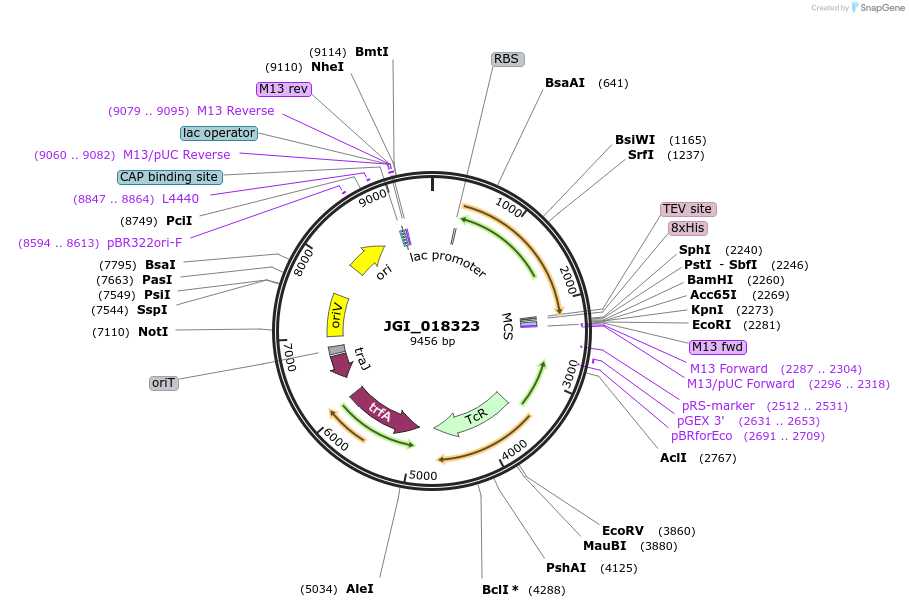 158839-plasmid-map-sequence-id-316555