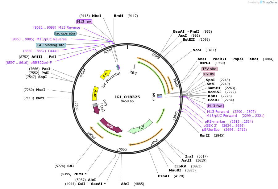 158840-plasmid-map-sequence-id-316562