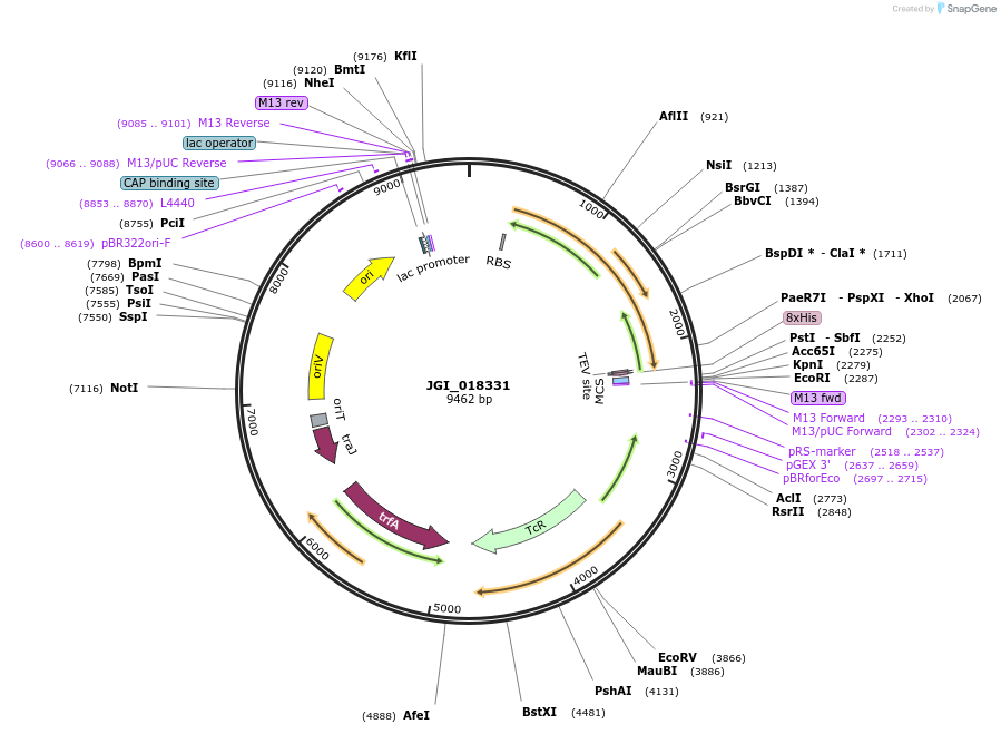 158843-plasmid-map-sequence-id-316574