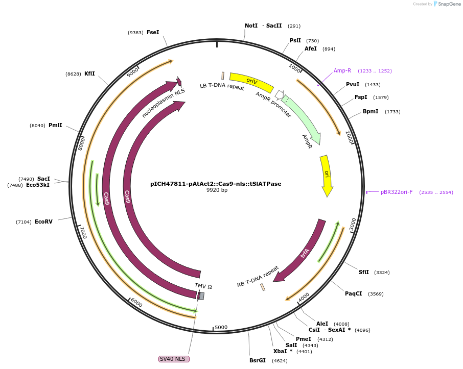 160221-plasmid-map-sequence-id-316584