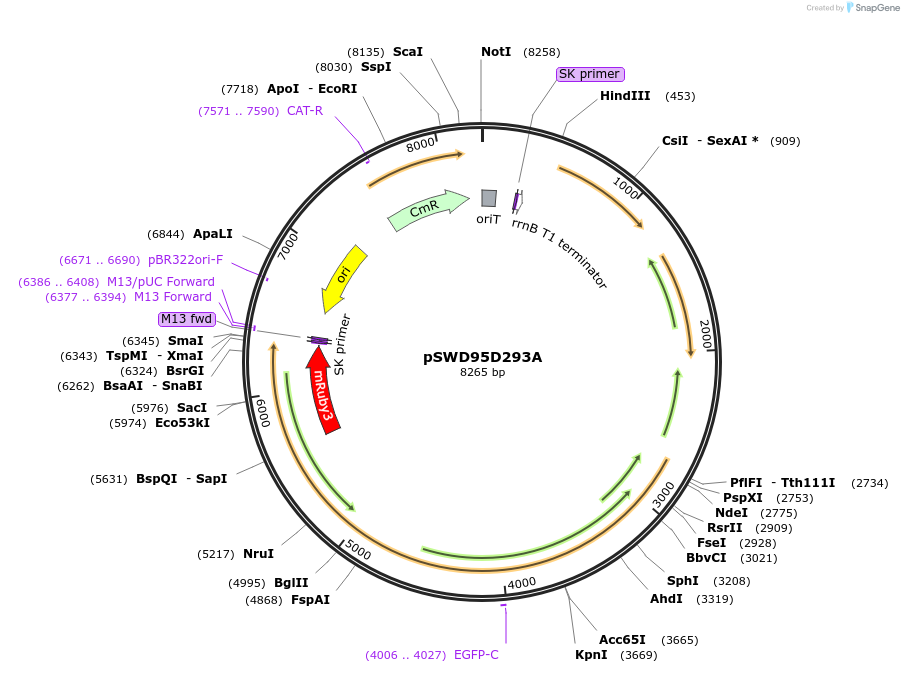 159099-plasmid-map-sequence-id-316589