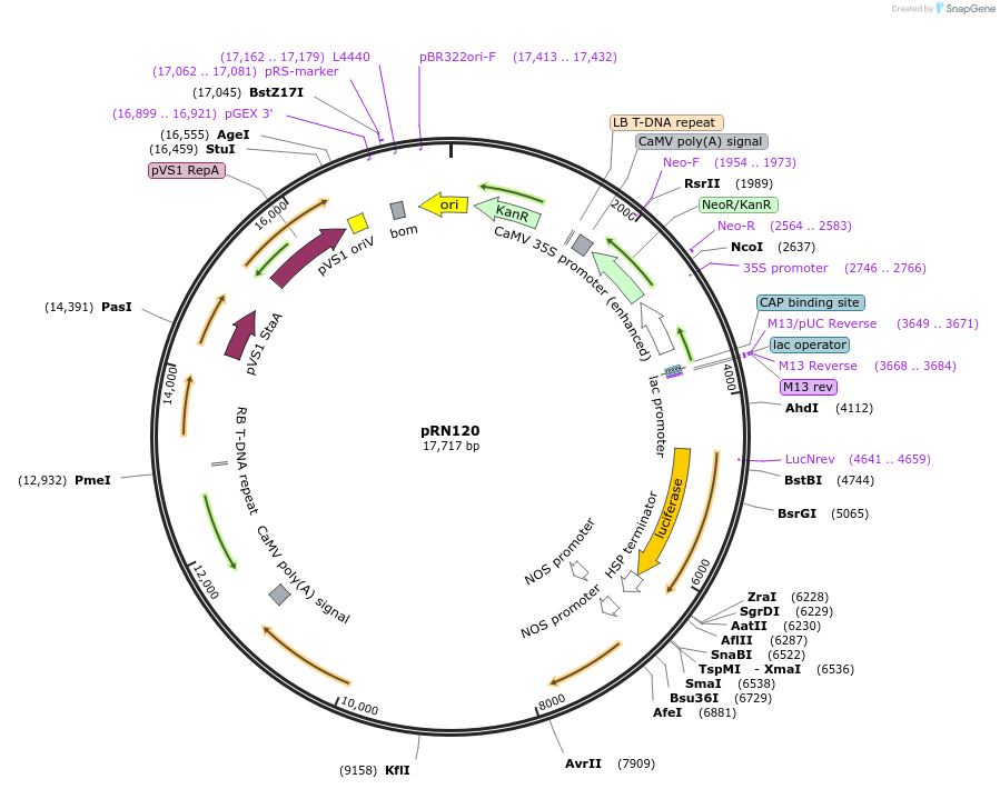160696-plasmid-map-sequence-id-316629