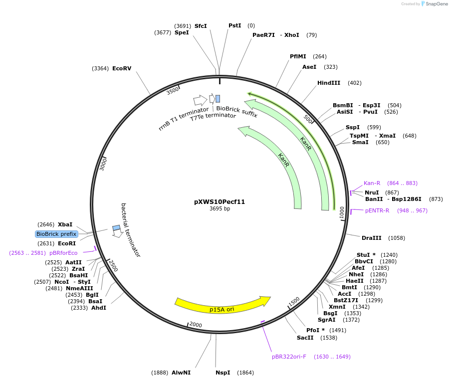160842-plasmid-map-sequence-id-316631