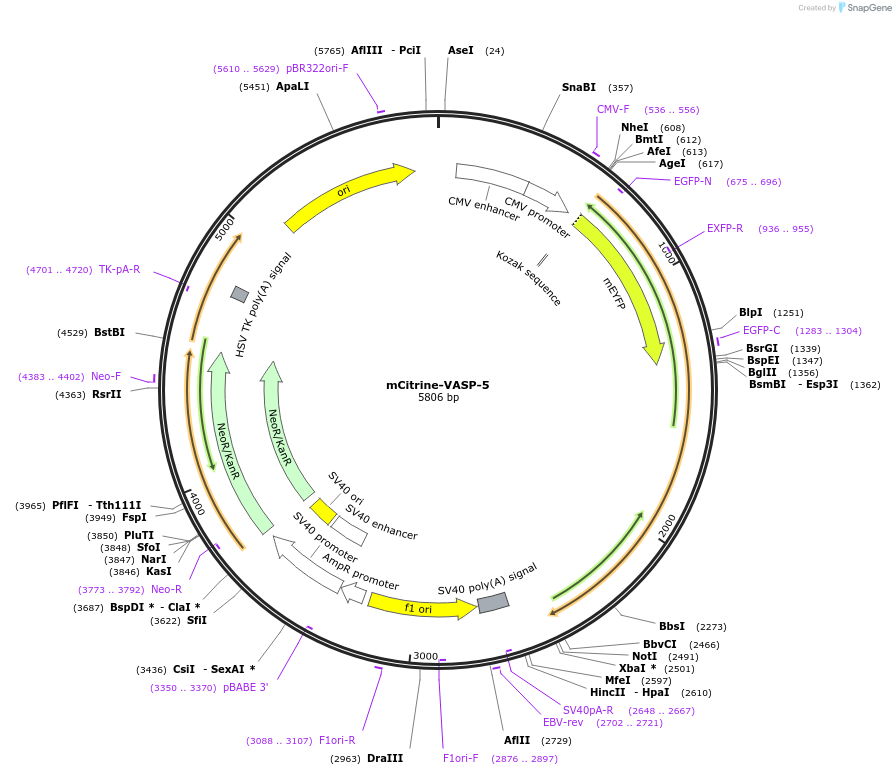 56571-plasmid-map-sequence-id-316715