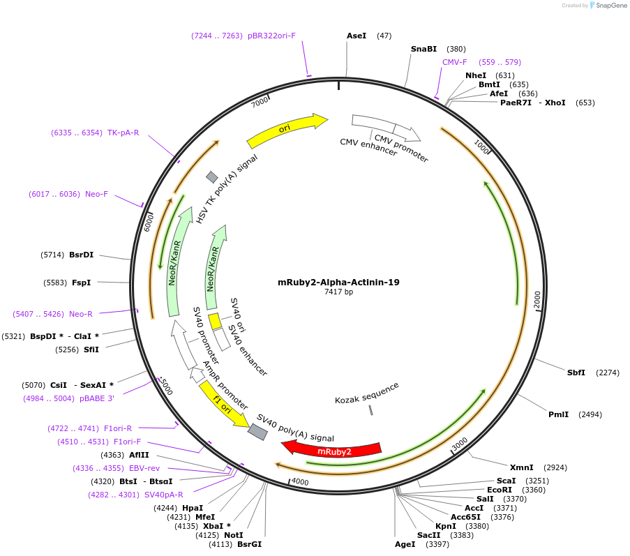55890-plasmid-map-sequence-id-316721