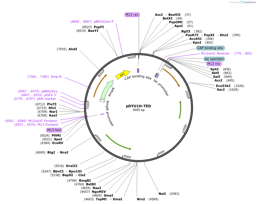 154300-plasmid-map-sequence-id-316748