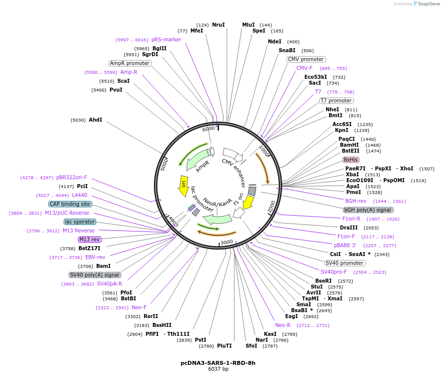 161821-plasmid-map-sequence-id-316749