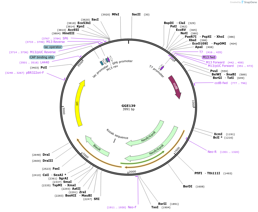 120754-plasmid-map-sequence-id-316750