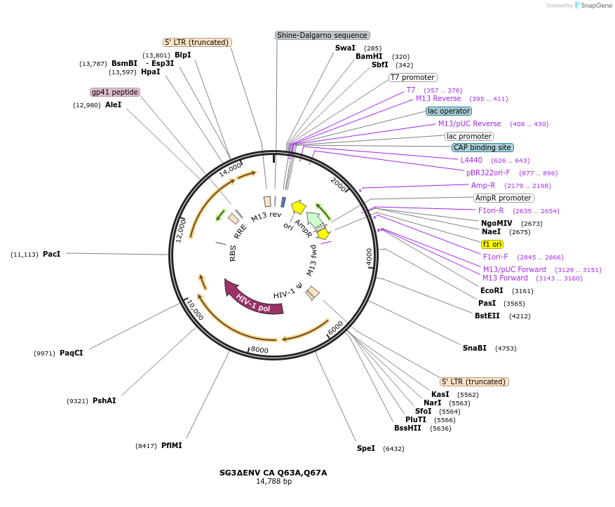 145784-plasmid-map-sequence-id-316752