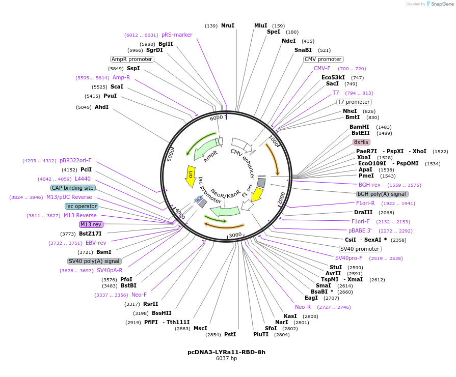 161822-plasmid-map-sequence-id-316758