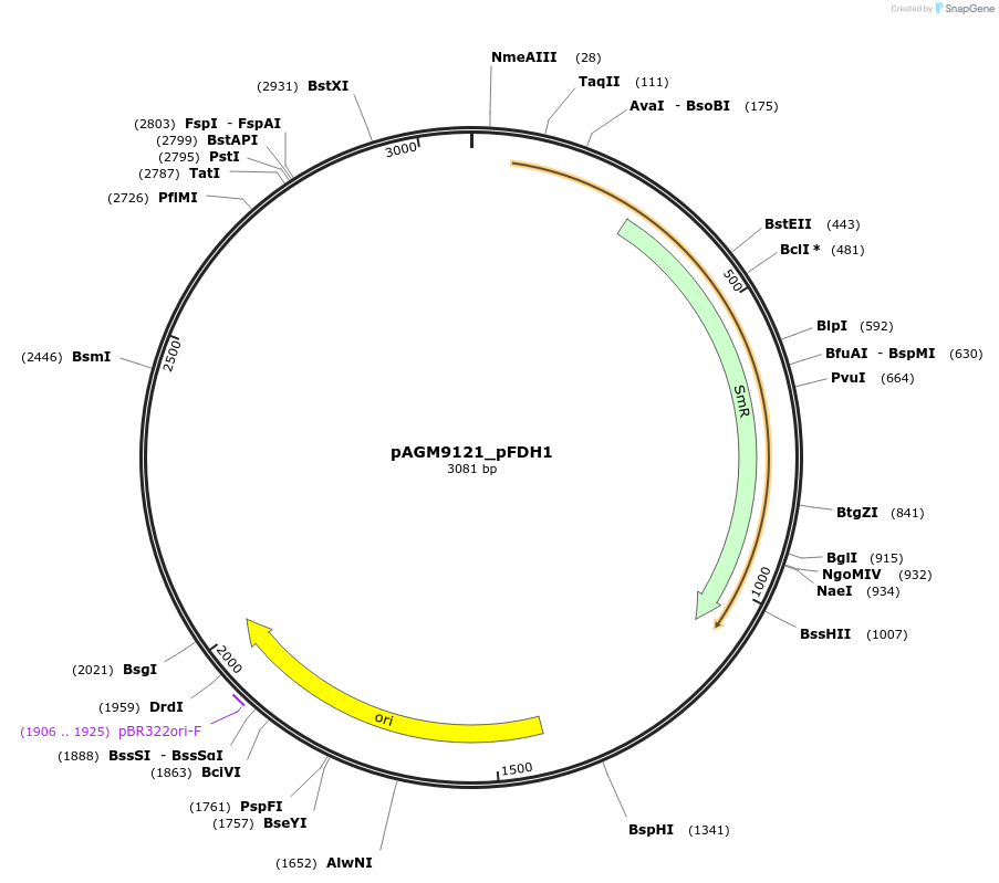 160913-plasmid-map-sequence-id-316765