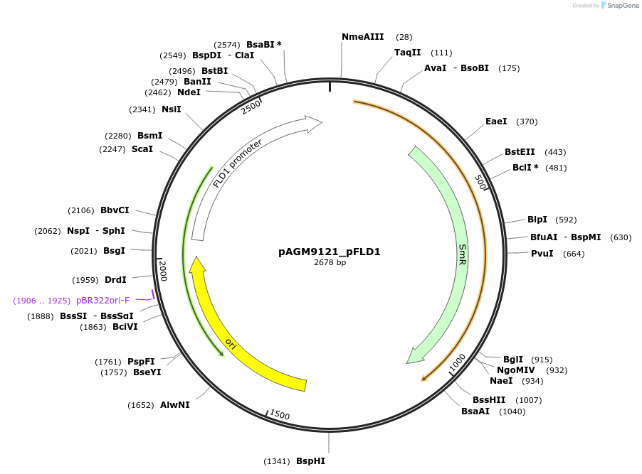 160914-plasmid-map-sequence-id-316771