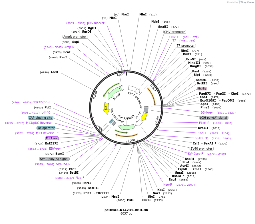 161824-plasmid-map-sequence-id-316774