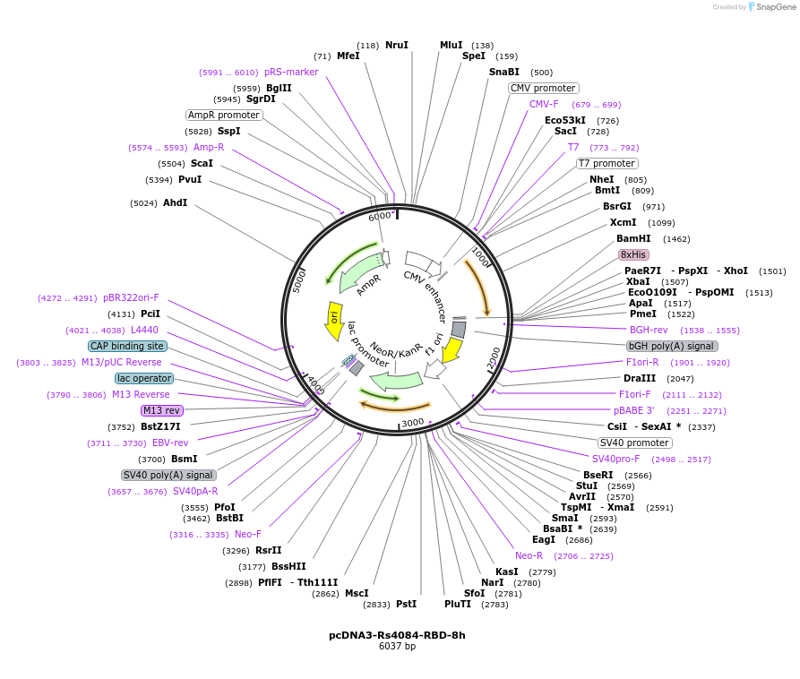 161825-plasmid-map-sequence-id-316775