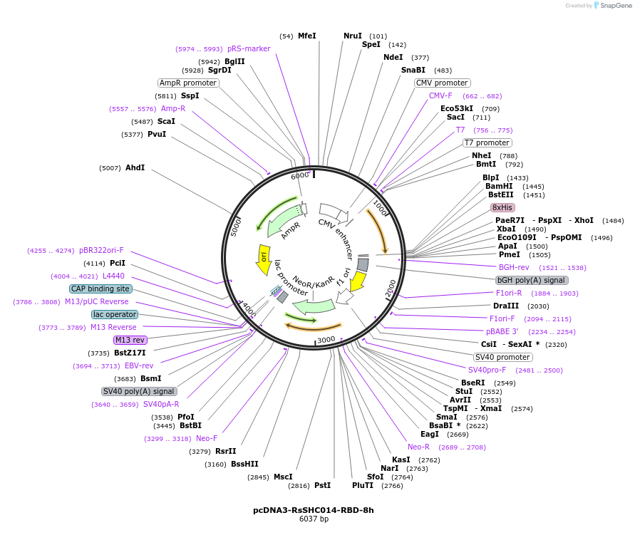 161826-plasmid-map-sequence-id-316777
