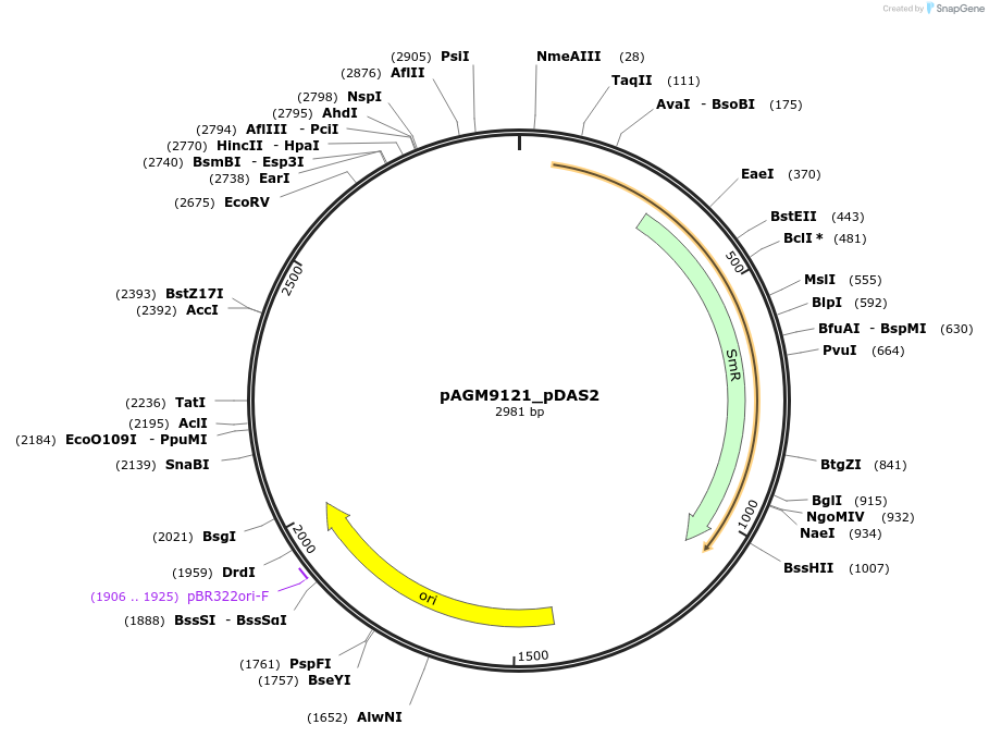 160917-plasmid-map-sequence-id-316788