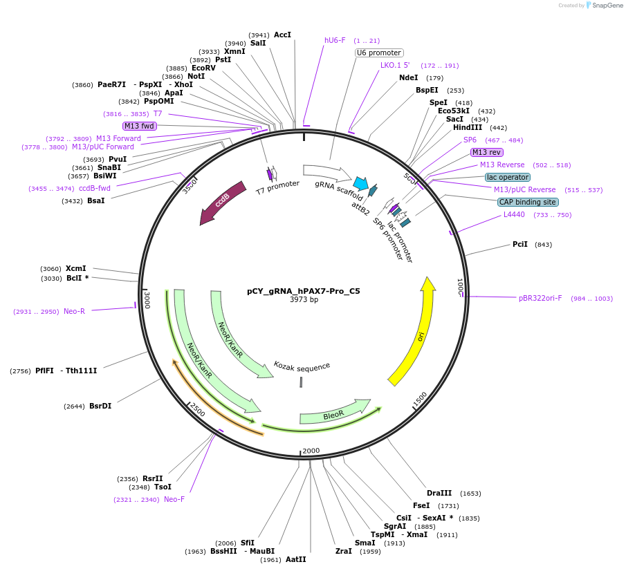 160456-plasmid-map-sequence-id-316792