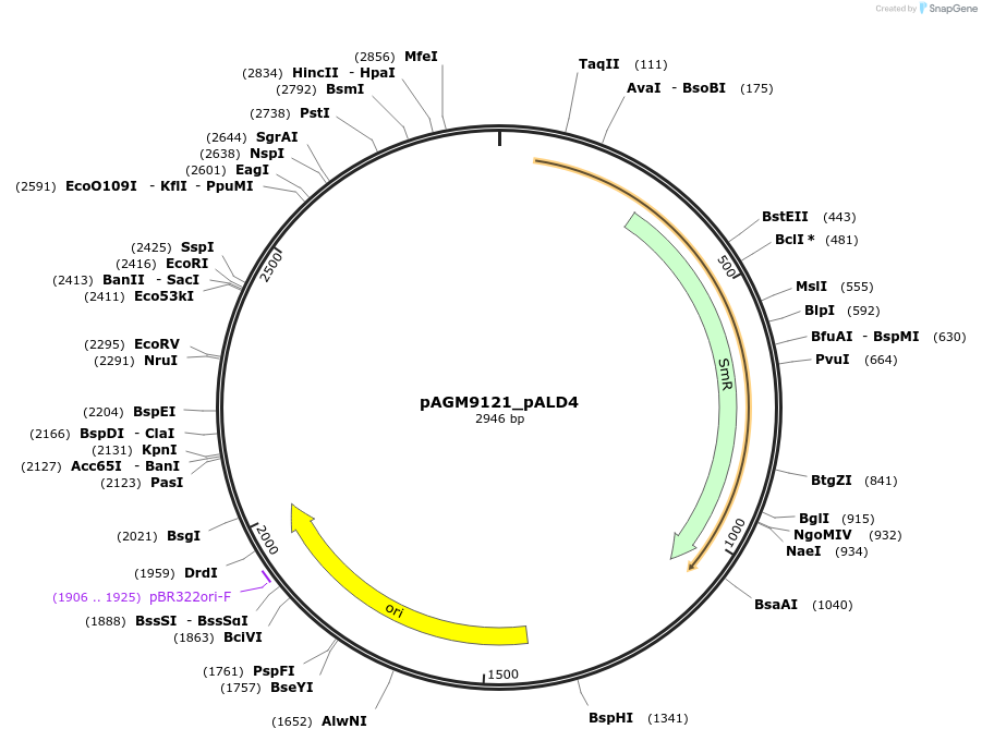 160919-plasmid-map-sequence-id-316793