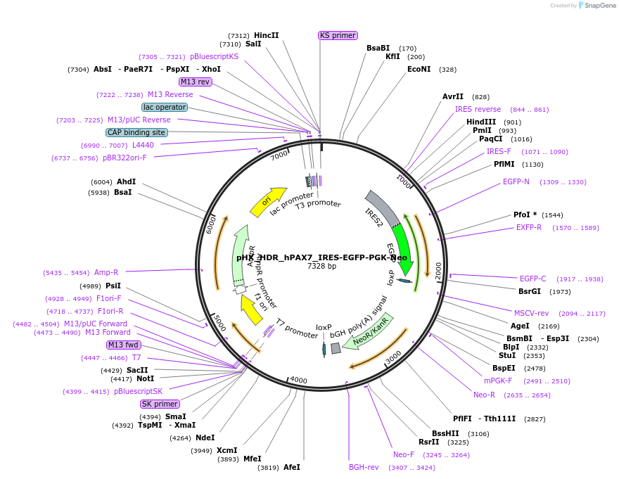 160458-plasmid-map-sequence-id-316796
