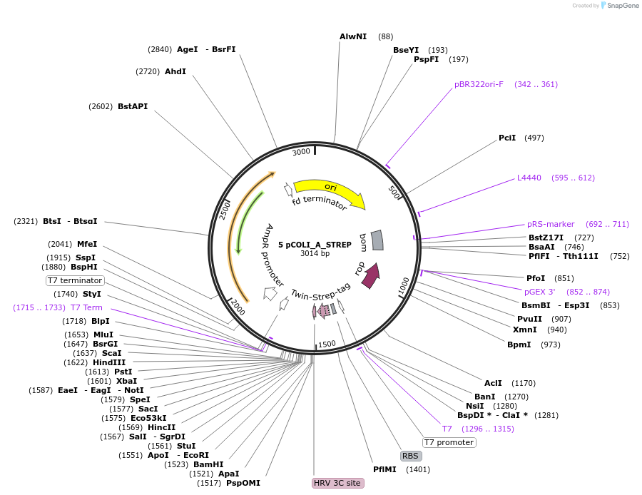 160147-plasmid-map-sequence-id-316800