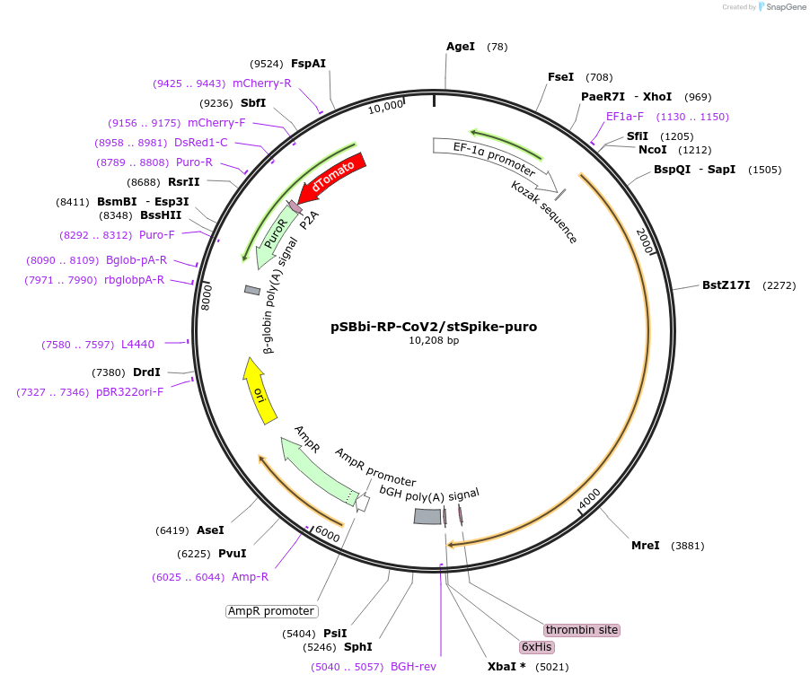 161794-plasmid-map-sequence-id-316806