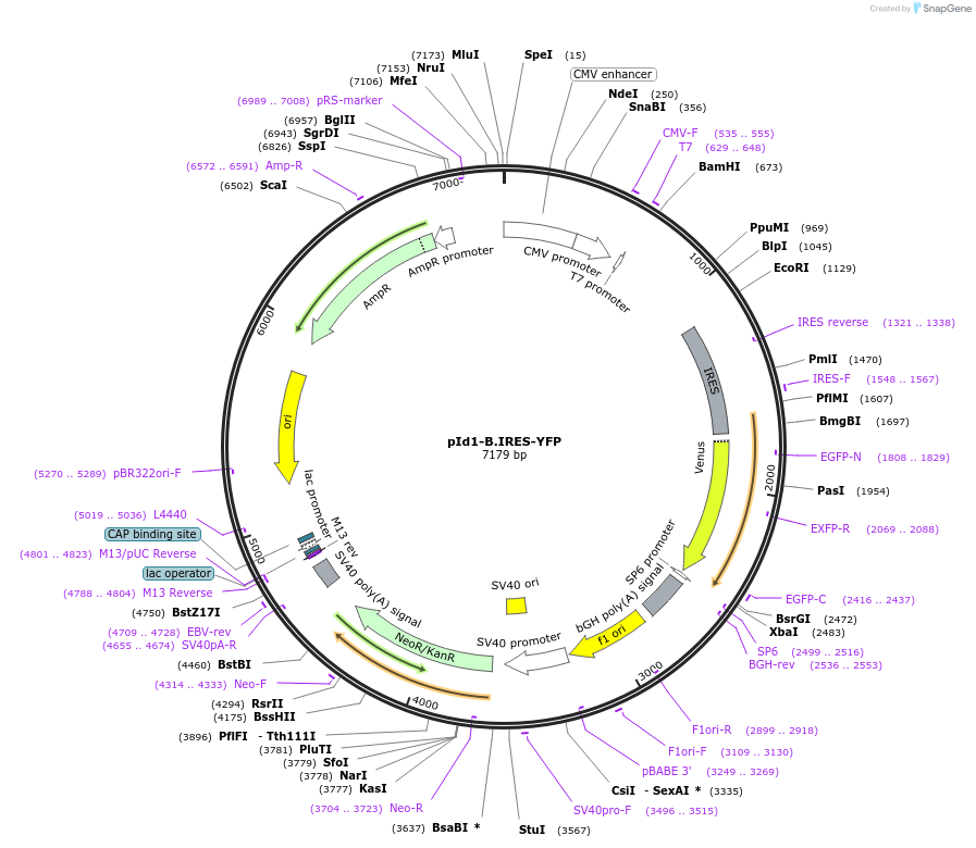 22668-plasmid-map-sequence-id-316814