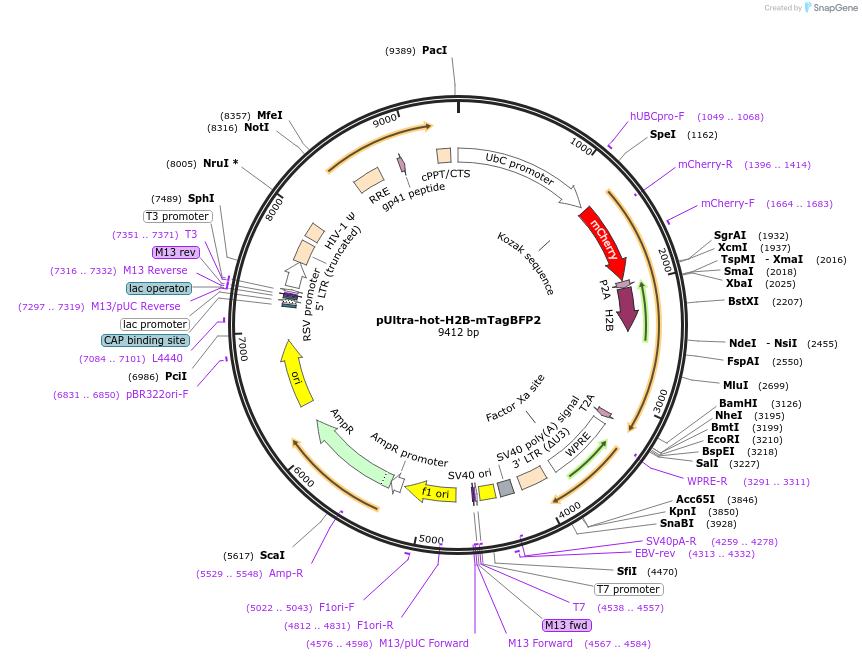 161792-plasmid-map-sequence-id-316815