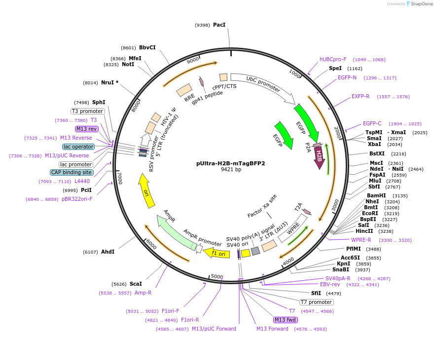161791-plasmid-map-sequence-id-316818