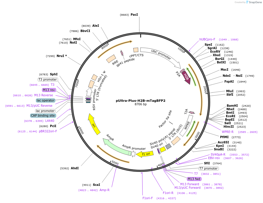 161790-plasmid-map-sequence-id-316820