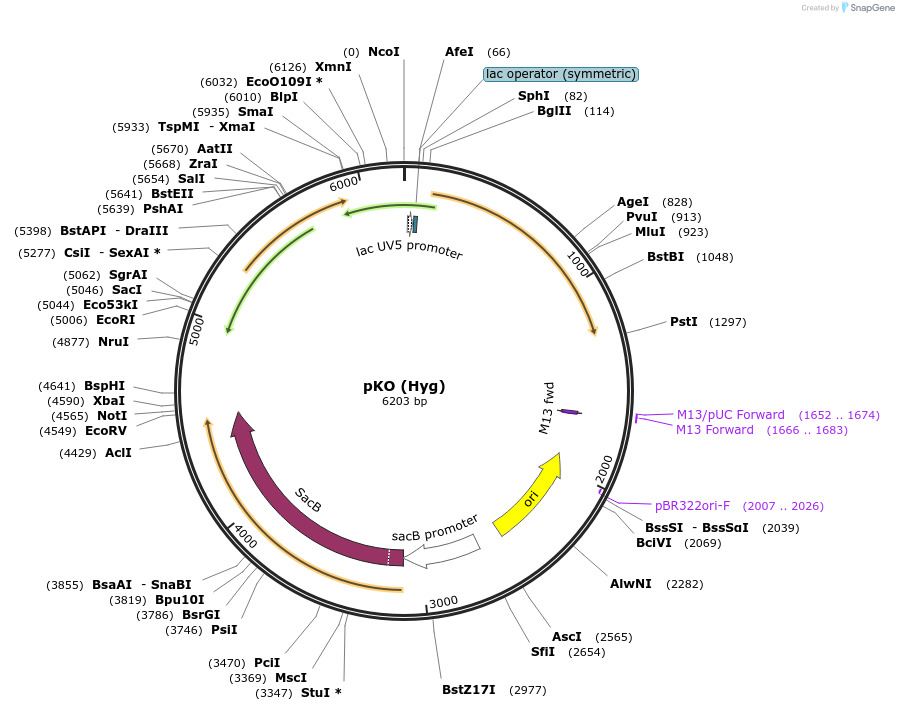 110087-plasmid-map-sequence-id-316821