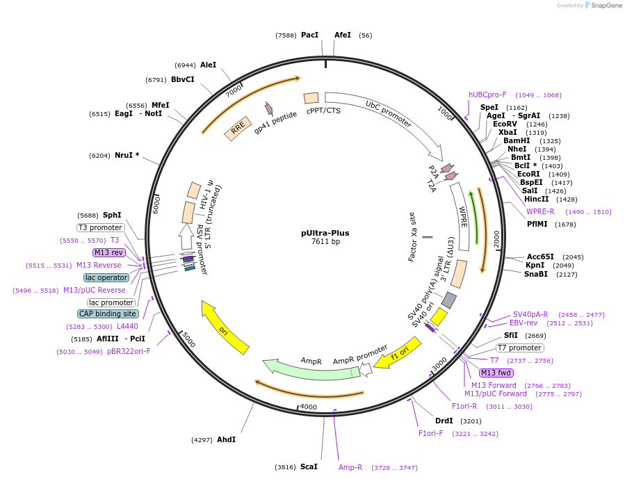 161775-plasmid-map-sequence-id-316822
