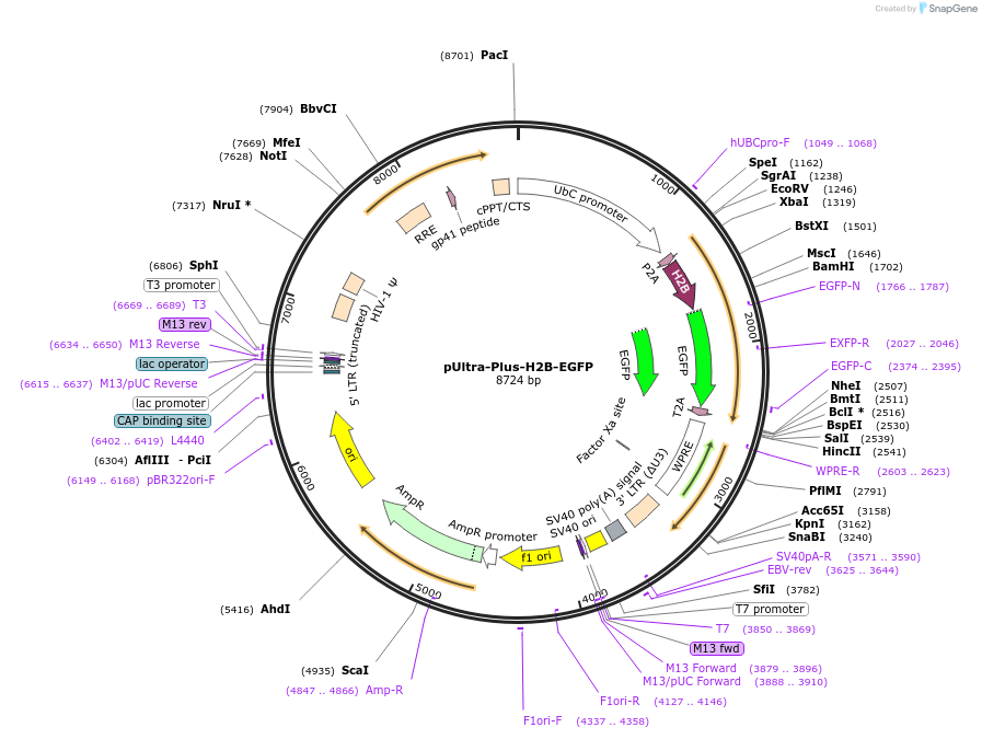161776-plasmid-map-sequence-id-316824