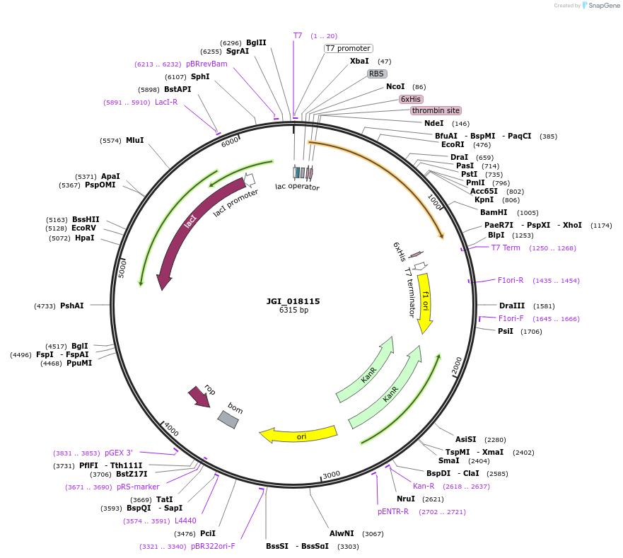 158927-plasmid-map-sequence-id-316875