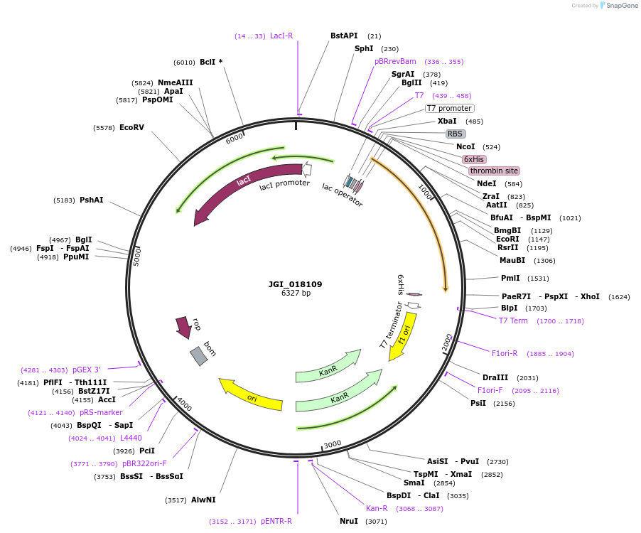 158924-plasmid-map-sequence-id-316878