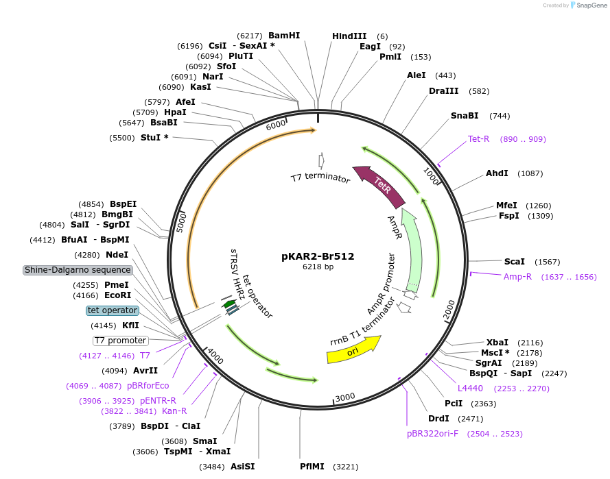 161875-plasmid-map-sequence-id-316881