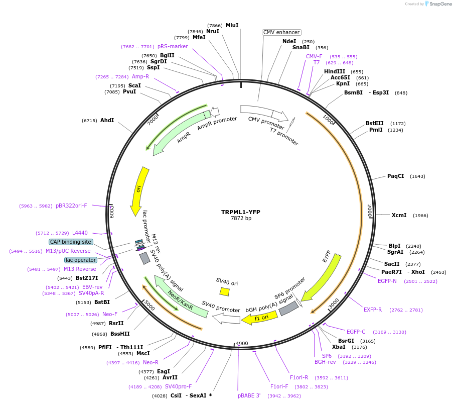 18826-plasmid-map-sequence-id-316883