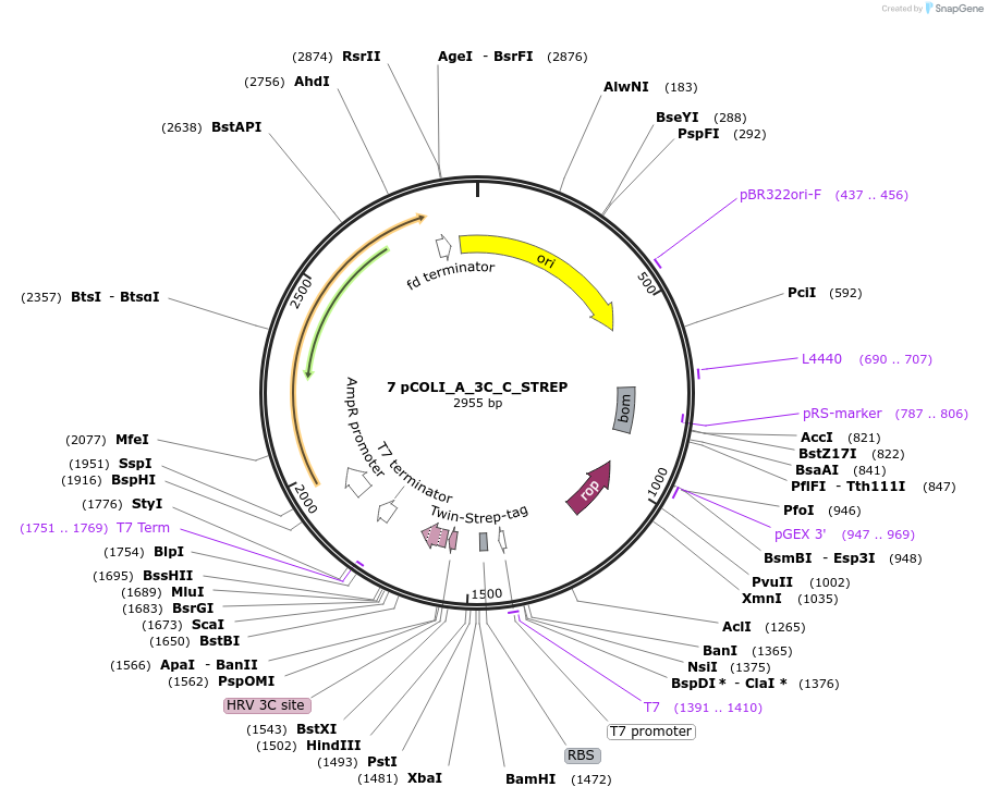 160149-plasmid-map-sequence-id-316890