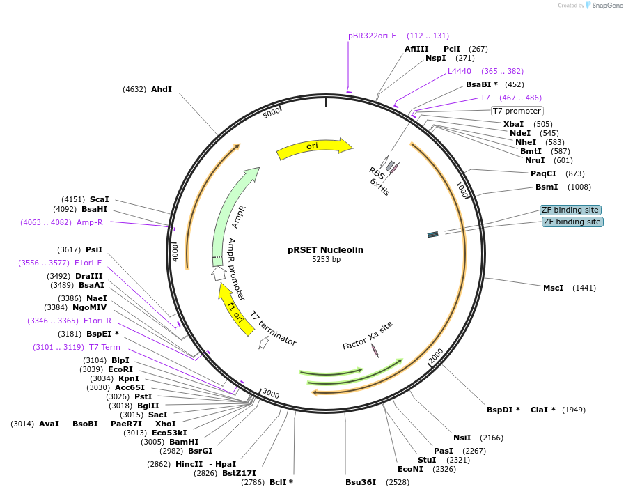 13037-plasmid-map-sequence-id-316904